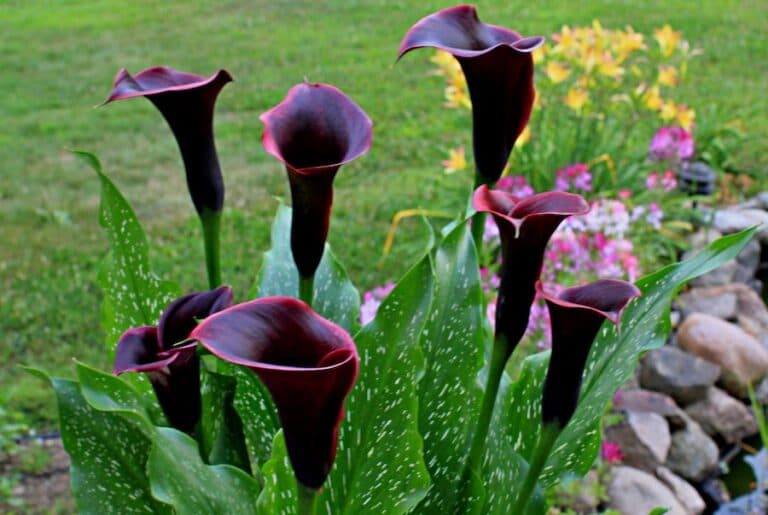 Кала з розкішними бордовими квітами — окраса мого двору. Розповім, як я її вирощую