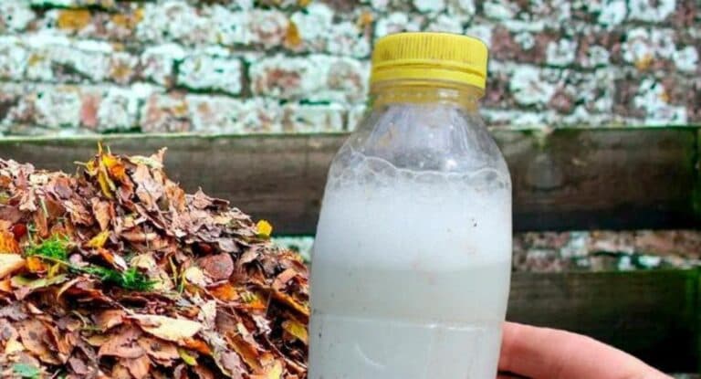 Щоб перетворити листя в саду на корисне добриво, зробіть це