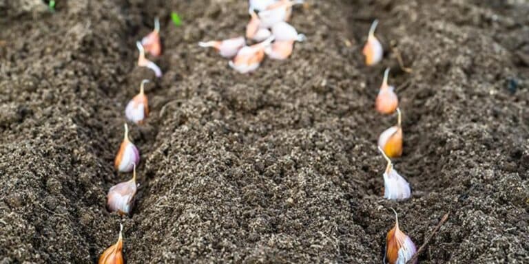 Посадка часнику в листопаді. Мої прості правила, які забезпечують гарний урожай
