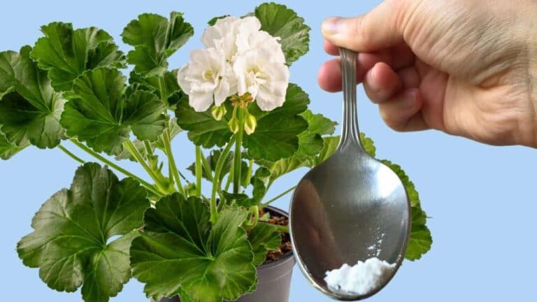 Натуральний засіб, який буквально «повертає до життя» мої улюблені квіти