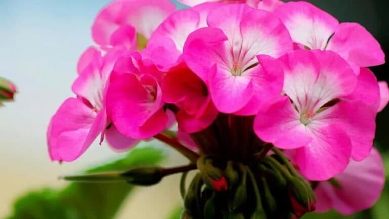 Як зробити так, щоб журавець яскраво квітнув взимку: мої оригінальні секрети догляду