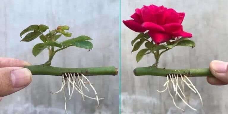 Як розмножити троянди у склянці води: вони зацвітуть за кілька днів. 3 способи