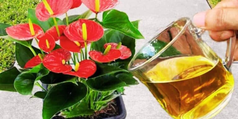 Це справжній порятунок для замучених квітів. Забула про тьмяне листя та відсутність цвітіння