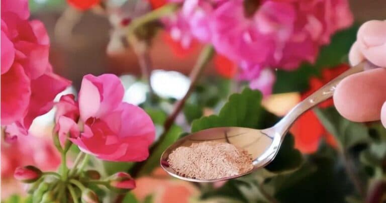 Рясне цвітіння герані буде забезпечено! Розповідаю, як виростити сильні квіти за допомогою простих трюків