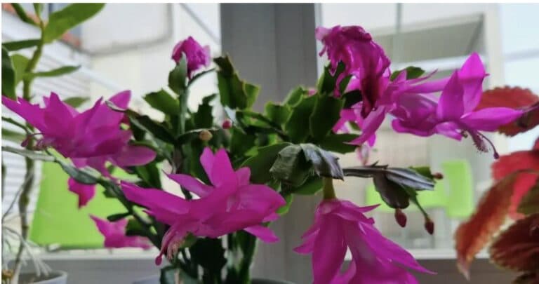 Різдвяник вразить своєю красою: мій повний догляд для тривалого цвітіння