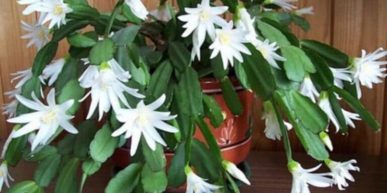 5 найкращих засобів для супep пишного квітнення декабриста. Ділюся досвідом