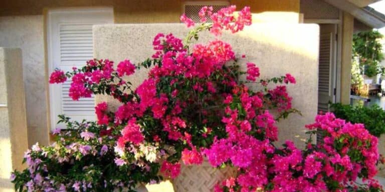 Бугенвілія на підвіконні: мій досвід вирощування, щоб вона цвіла пишно та довго
