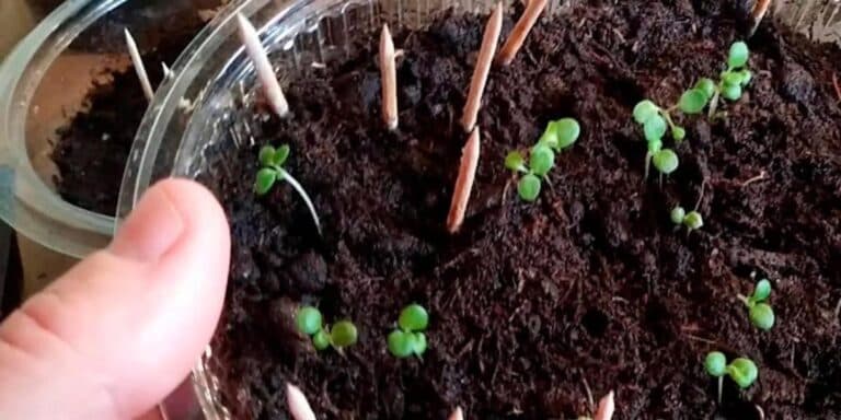 Що потрібно посіяти в грудні на розсаду: починаємо підготовку до весняного сезону