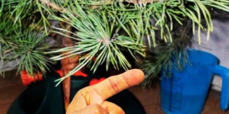 Щоб жива ялинка не почала осипатися через тиждень, дотримуйтеся цих правил