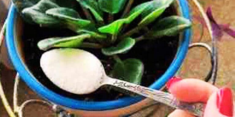 Рослини, які полюбляють солоденьке. Як підживлювати рослини цукром