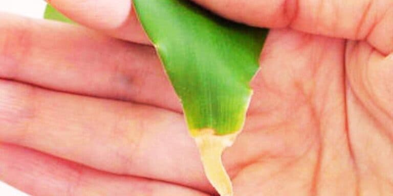 6 головних причин, чому сохне листя у кімнатних рослин. Що робити, щоб їх урятувати