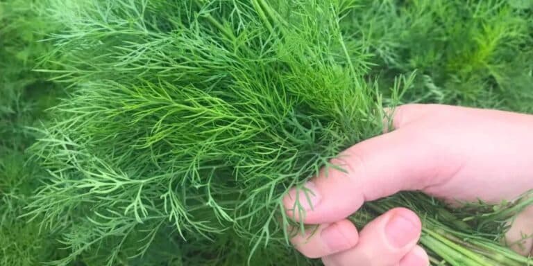 Три роки заздрила сусідці, дивлячись на її кріп на городі, поки вона не відкрила мені свій секрет