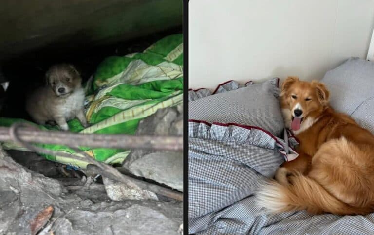 «А що це за порода?»: історія про те, як звичайні собаки стали зірками мережі