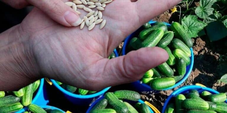 Не бояться ні холоду, ні спеки: найкращі сорти огірків, які завжди тішать мене гарним урожаєм
