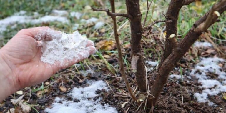 Весною роблю це тричі — і сад віддячує солодкими плодами. Що, коли й скільки вносити