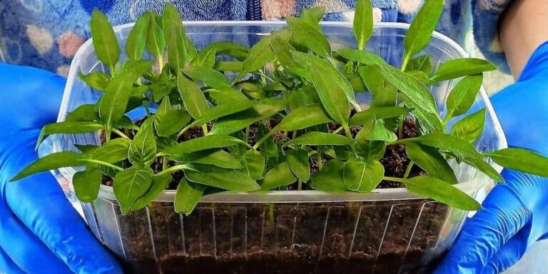 Сію перець не так, як усі: сходить “щіткою”, не хворіє, врожай чудовий