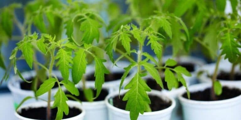 Щоб розсада не витягувалась і не хворіла: як я змішую ґрунт для ідеальної розсади