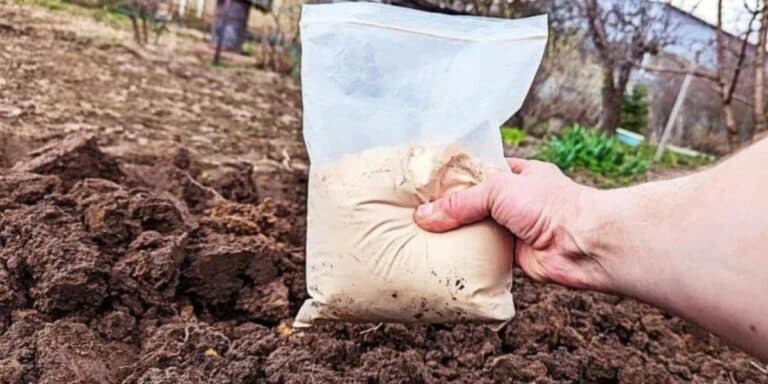Забула про тонни гною: підживлюю землю цими 3-ма крупами — результат приємно дивує