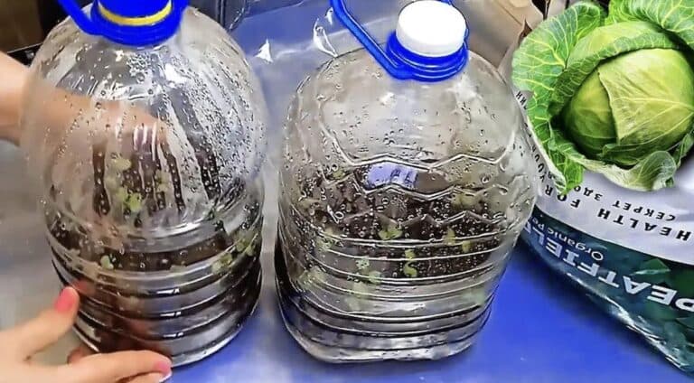 Без ламп і пікіровки: мій простий спосіб вирощування міцної розсади капусти