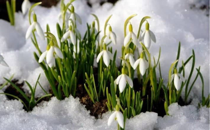 Посадіть їх один раз! 9 квітів, які першими прикрашають сад навесні