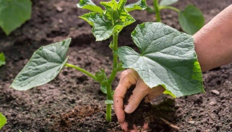 Як краще вирощувати огірки — через розсаду чи одразу сіяти в ґрунт? Ділюся власним досвідом