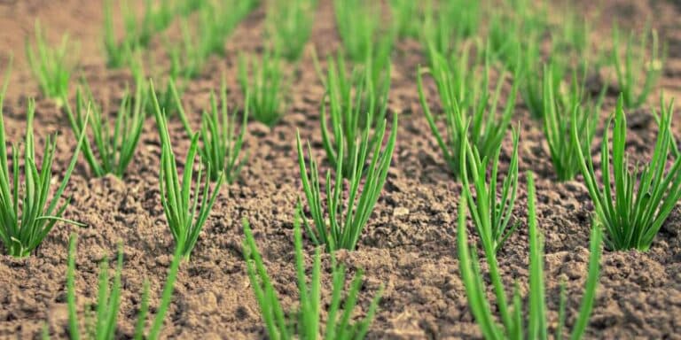 Цибулю не можна щіпати на зелень! Чому? Пояснюю