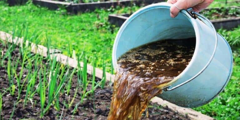 Чим полити часник навесні, щоб не було шкідників. Мій досвід, який дає результат