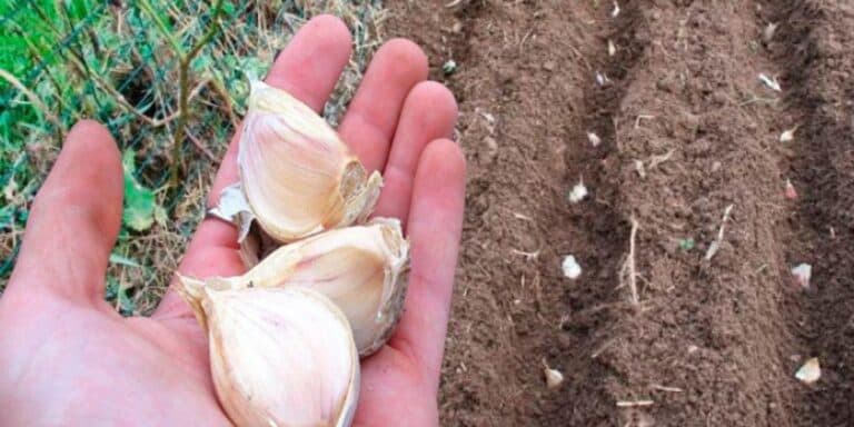 Який сорт часнику обрати у 2026 році: мій чесний список