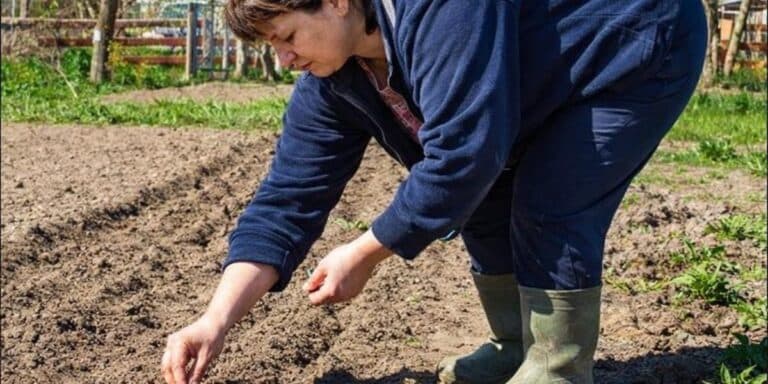 Коли садити овочі у квітні 2026: найкращі дні для посадки, які збільшать урожай у 2 рази