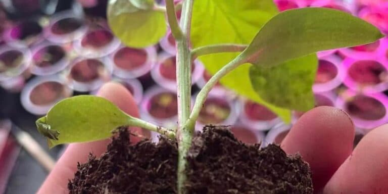 Заглиблювати перець чи ні? Пояснюю на власному досвіді