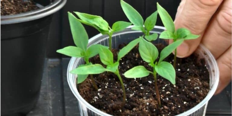 Не робіть цього! 7 помилок під час посіву насіння, через які гuнe розсада