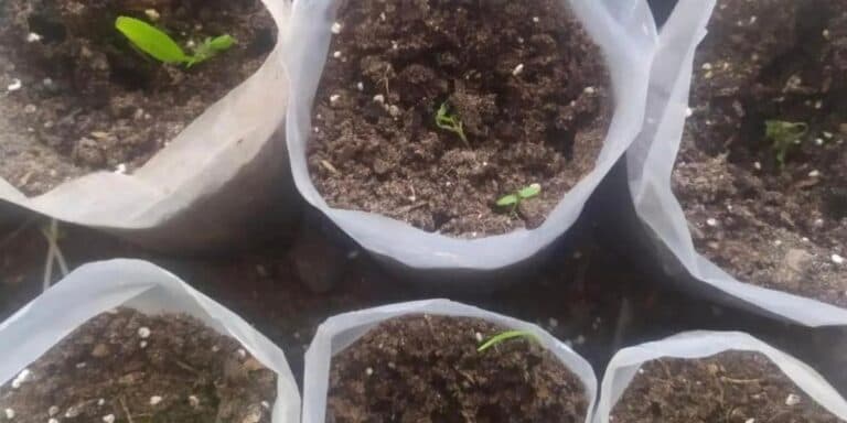 Хочете міцні томати? Розказую про помилку, яку роблять 8 із 10 городників при посіві томатів