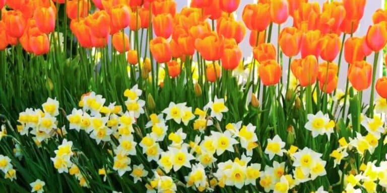 Не підживите — втратите квіти! Яке добриво обрати для тюльпанів і нарцисів навесні