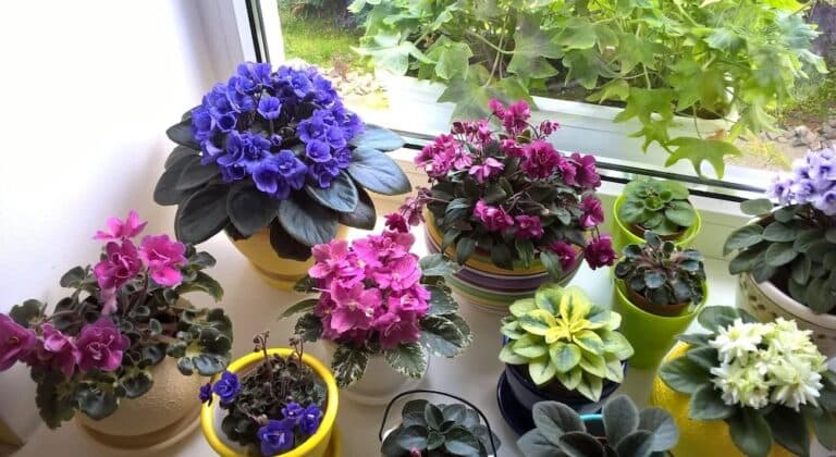 Фіалки цього не пробачають! 5 помилок, які нашкодили моїм квітам