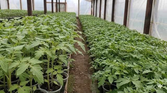 Коли сіяти помідори на розсаду: оптимальні строки та поради для сильних рослин