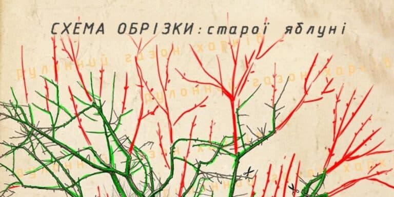 Омолоджую стару яблуню: схема обрізки, яка гарантує щедрий урожай