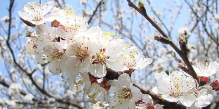 Кісточкові без моніліозу та кліщів: моя перевірена схема обробки від бруньки до врожаю