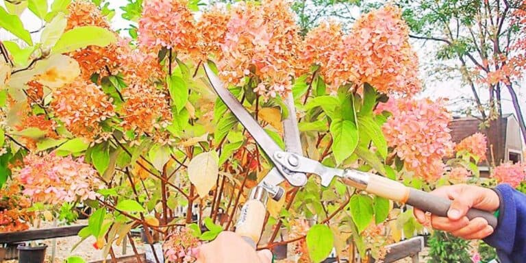 Ніколи не обрізайте! 5 рослин, які не варто чіпати навесні