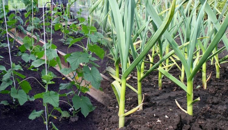 Посадила огірки поруч із часником — і ось що сталося з урожаєм