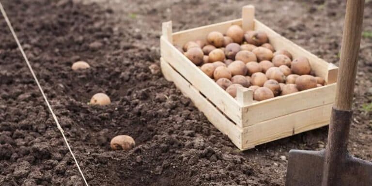 Сприятливі дні для посадки картоплі у 2026 році: не пропустіть найкращий час