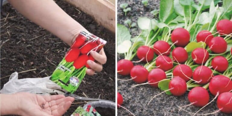 Редиска за 25 днів: мій спосіб вирощування, який реально працює