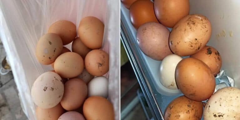 Як правильно зберігати домашні яйця, щоб не oтpyїтиcь: ділюся своїми правилами