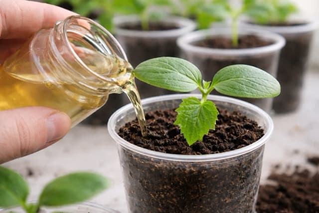 Щоб розсада огірків швидко прижилася після пересадки: просто обробіть її спеціальним розчином