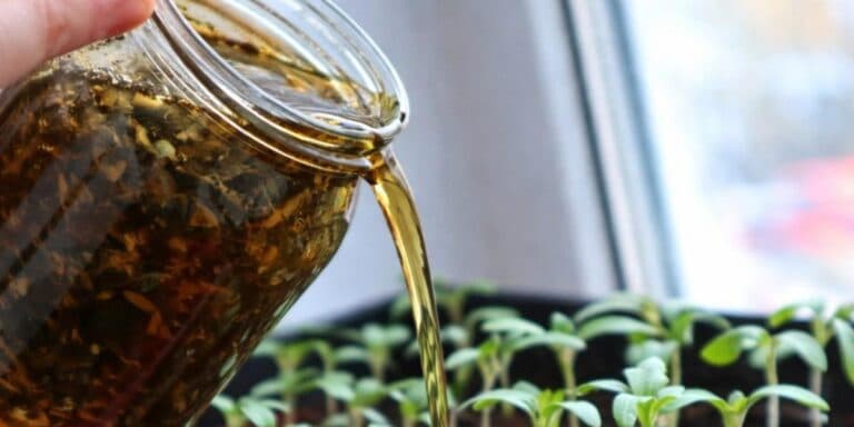 Секрети «потужної» розсади від моєї бабусі: без зайвих витрат і клопотів