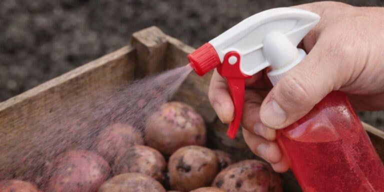 Чим обробити картоплю перед посадкою: перевірила на собі