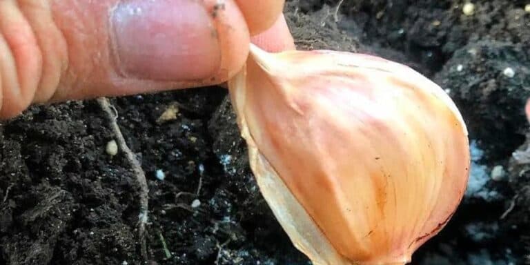 Посадила часник не так — і втратила половину врожаю. Чесно розказую про свої помилки