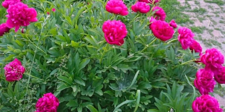 Не повторюйте моїх помилок: три обов’язкові підживлення півоній навесні