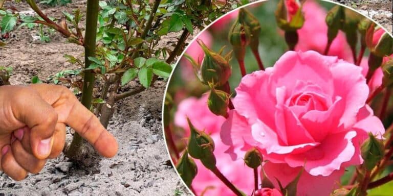 7 найкращих добрив для троянд, які дають розкішне цвітіння. Мій чесний рейтинг