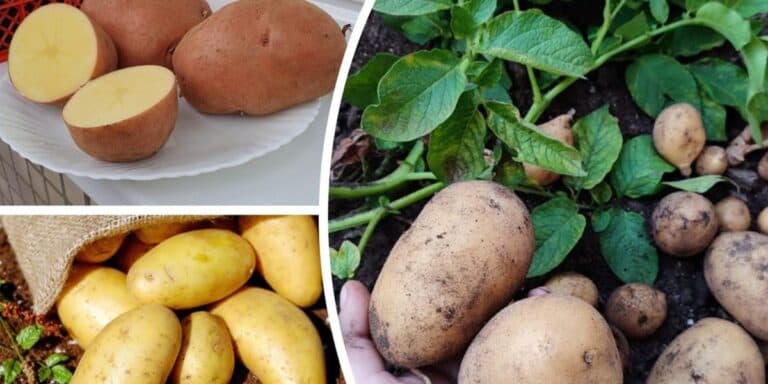 3 сорти картоплі, які виживають за будь-якої погоди й дають щедрий урожай
