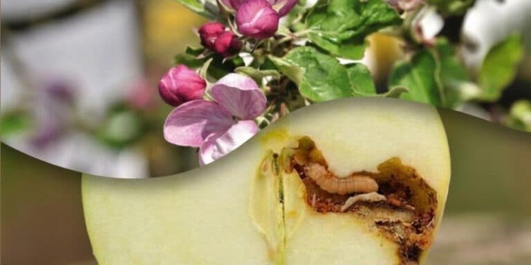 Маленькі шкідники — великі втрати: як я рятую врожай яблук ще навесні